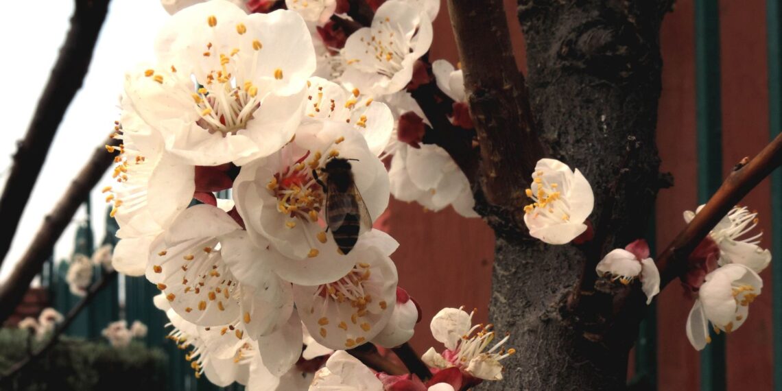 Flowers blubs blossomed as spring is in full bloom glorifying the nature at its best in Kashmir