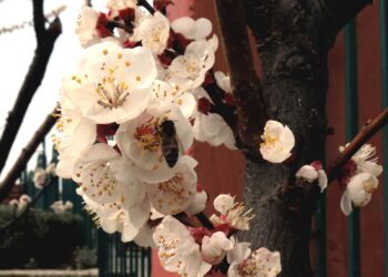 Flowers blubs blossomed as spring is in full bloom glorifying the nature at its best in Kashmir
