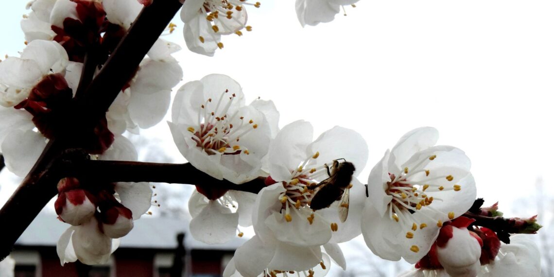 Flowers blubs blossomed as spring is in full bloom glorifying the nature at its best in Kashmir