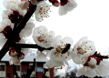 Flowers blubs blossomed as spring is in full bloom glorifying the nature at its best in Kashmir