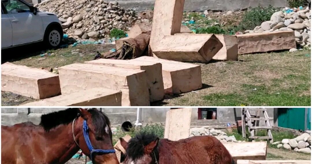 J&K Police foil illegal Timber Smuggling Bid in Pulwama; 02 held