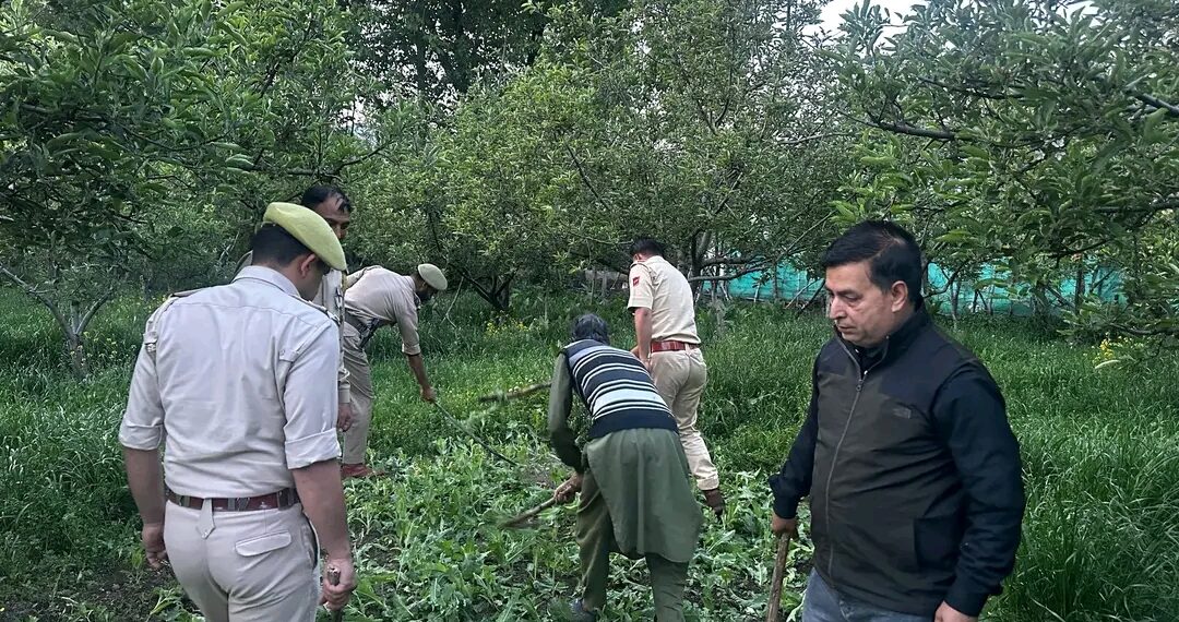 Police intensify crackdown on Illegal Poppy Cultivation in Anantnag; Multiple cases registered