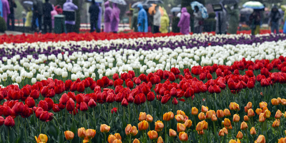 Tulip Garden, Srinagar to close for Public from April 16