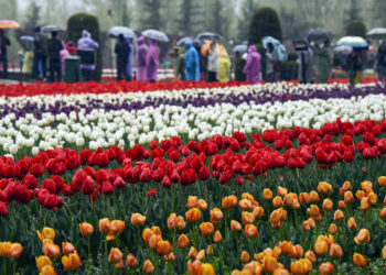 Tulip Garden, Srinagar to close for Public from April 16