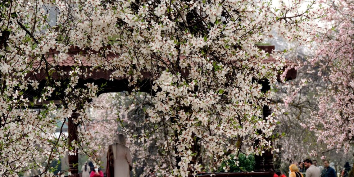 Visitors throng famous Badamwari Almond Park on first day of its officially reopening
