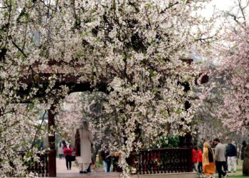 Visitors throng famous Badamwari Almond Park on first day of its officially reopening