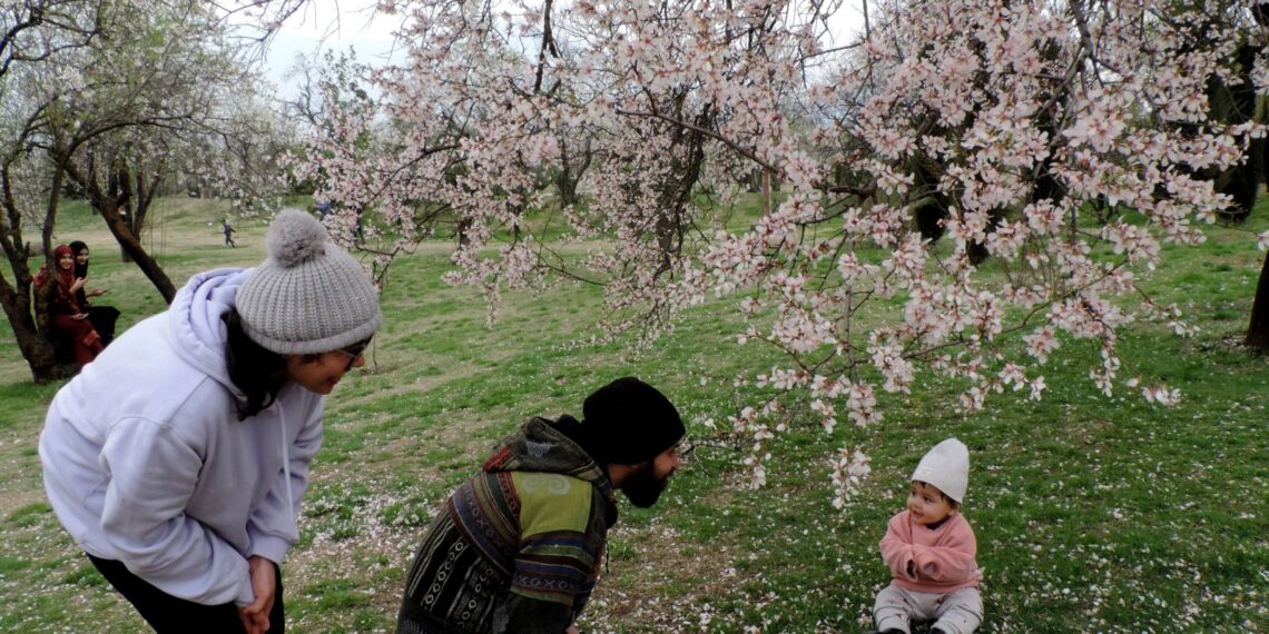 Visitors throng famous Badamwari Almond Park on first day of its officially reopening