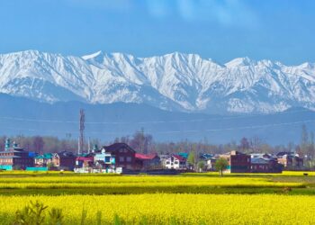 Spring Bloom Turns Kashmir Fields into Tourist Hub