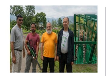 Three leopards captured after three-month operation in Budgam