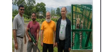 Three leopards captured after three-month operation in Budgam