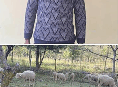 31 Stolen Sheep Recovered Within 24 Hours, One Arrested: Police