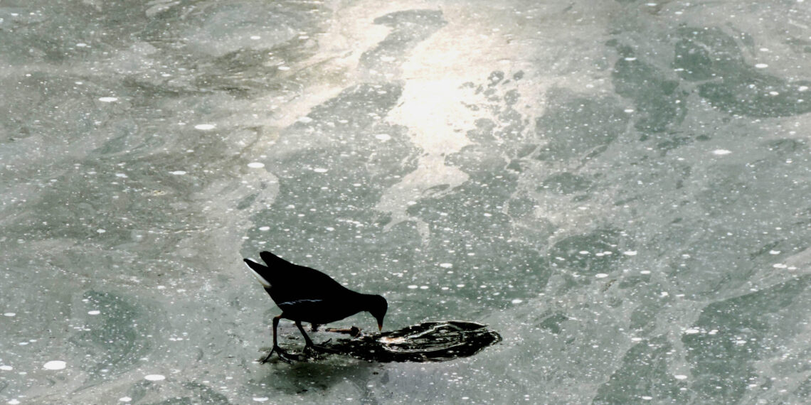 World famous Dal Lake and other water-bodies in Kashmir frozen on last day Chillai-Kalan
