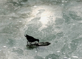 World famous Dal Lake and other water-bodies in Kashmir frozen on last day Chillai-Kalan