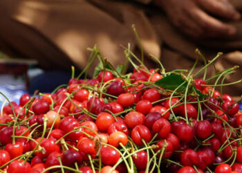 Ganderbal Orchards Witness Busy Harvest as Cherry Season Peaks