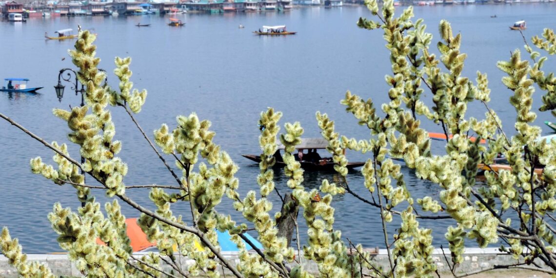 Gardeners working in the Asias largest Tulip garden on the foot hills of Zabarwan in Srinagar ahead of its formal inauguration