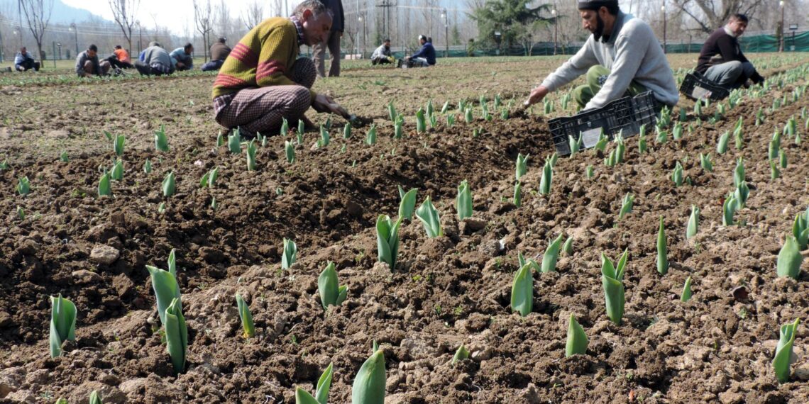 Gardeners working in the Asias largest Tulip garden on the foot hills of Zabarwan in Srinagar ahead of its formal inauguration