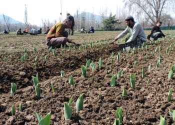 Gardeners working in the Asias largest Tulip garden on the foot hills of Zabarwan in Srinagar ahead of its formal inauguration