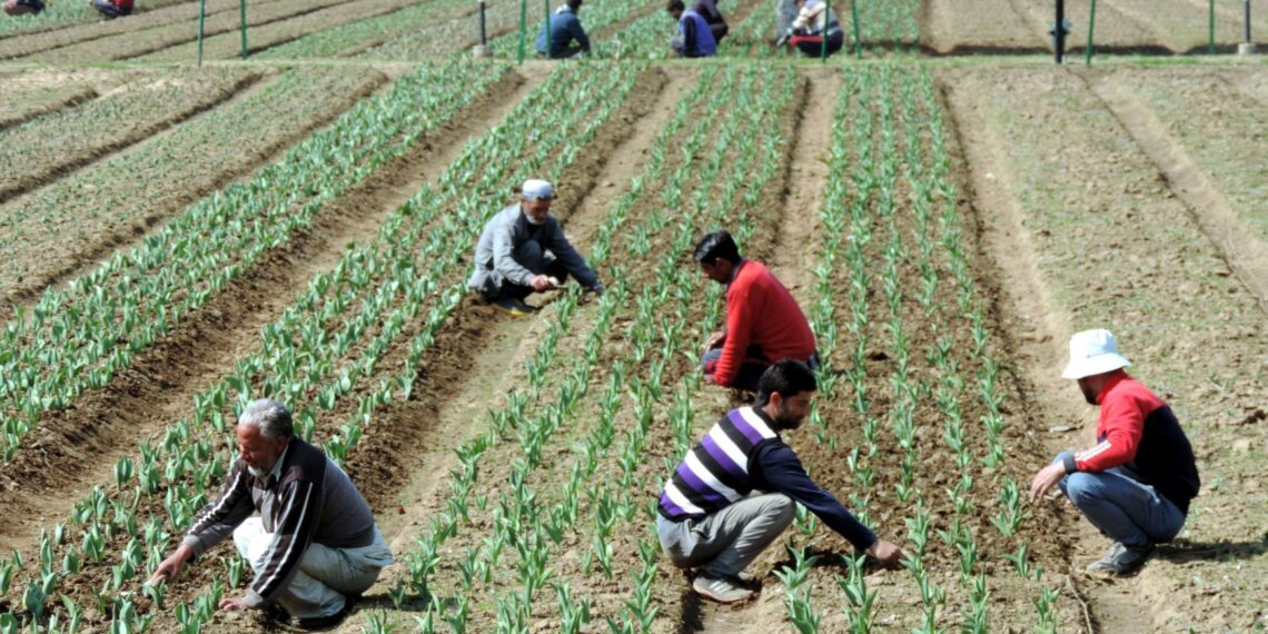 Gardeners working in the Asias largest Tulip garden on the foot hills of Zabarwan in Srinagar ahead of its formal inauguration