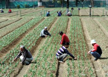 Gardeners working in the Asias largest Tulip garden on the foot hills of Zabarwan in Srinagar ahead of its formal inauguration