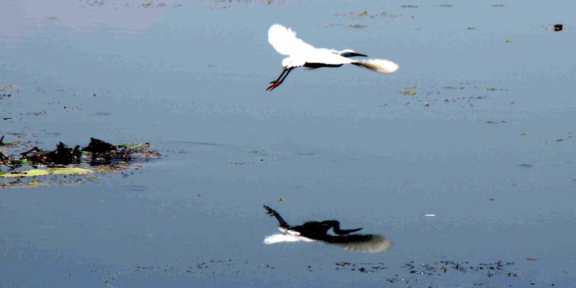 A Kingfisher looking for the first prey of the day flying over the famous Dal Lake in Kashmir