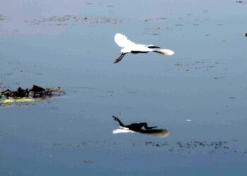 A Kingfisher looking for the first prey of the day flying over the famous Dal Lake in Kashmir