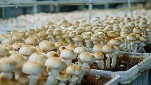 57 Samba Women attend Mushroom Cultivation Training at SKUAST Jammu, DC flags off trainees