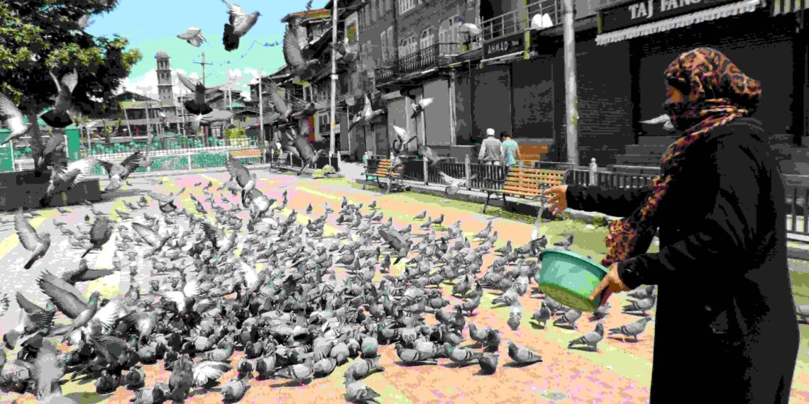 COVID-19: A woman feeding pigeons at revered shrine in Srinagar