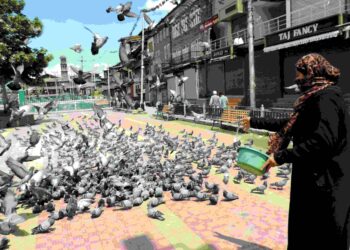 COVID-19: A woman feeding pigeons at revered shrine in Srinagar