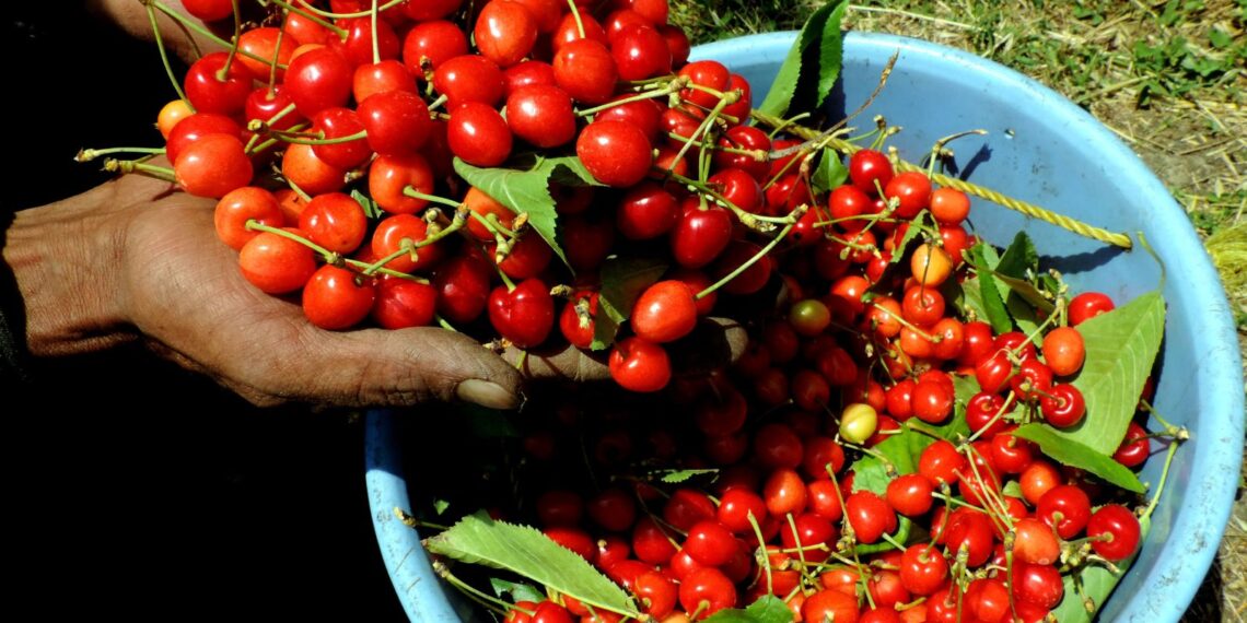 Kashmiri farmers harvest Cherry in outskirts of Srinagar on Monday.