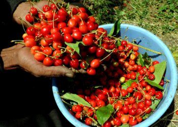 Kashmiri farmers harvest Cherry in outskirts of Srinagar on Monday.