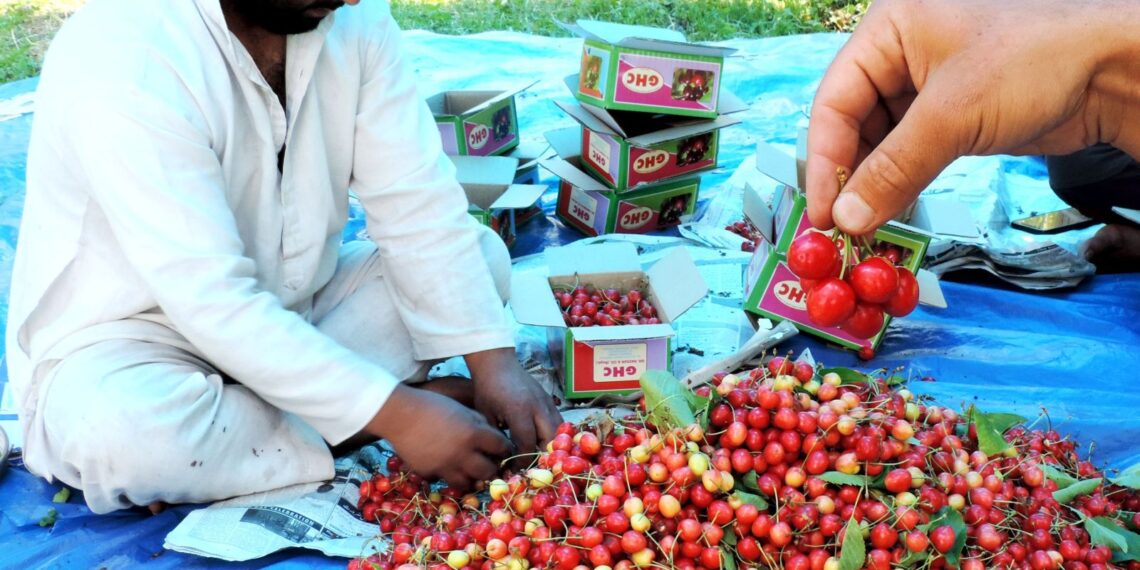 Kashmiri farmers harvest Cherry in outskirts of Srinagar on Monday.