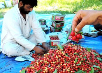 Kashmiri farmers harvest Cherry in outskirts of Srinagar on Monday.