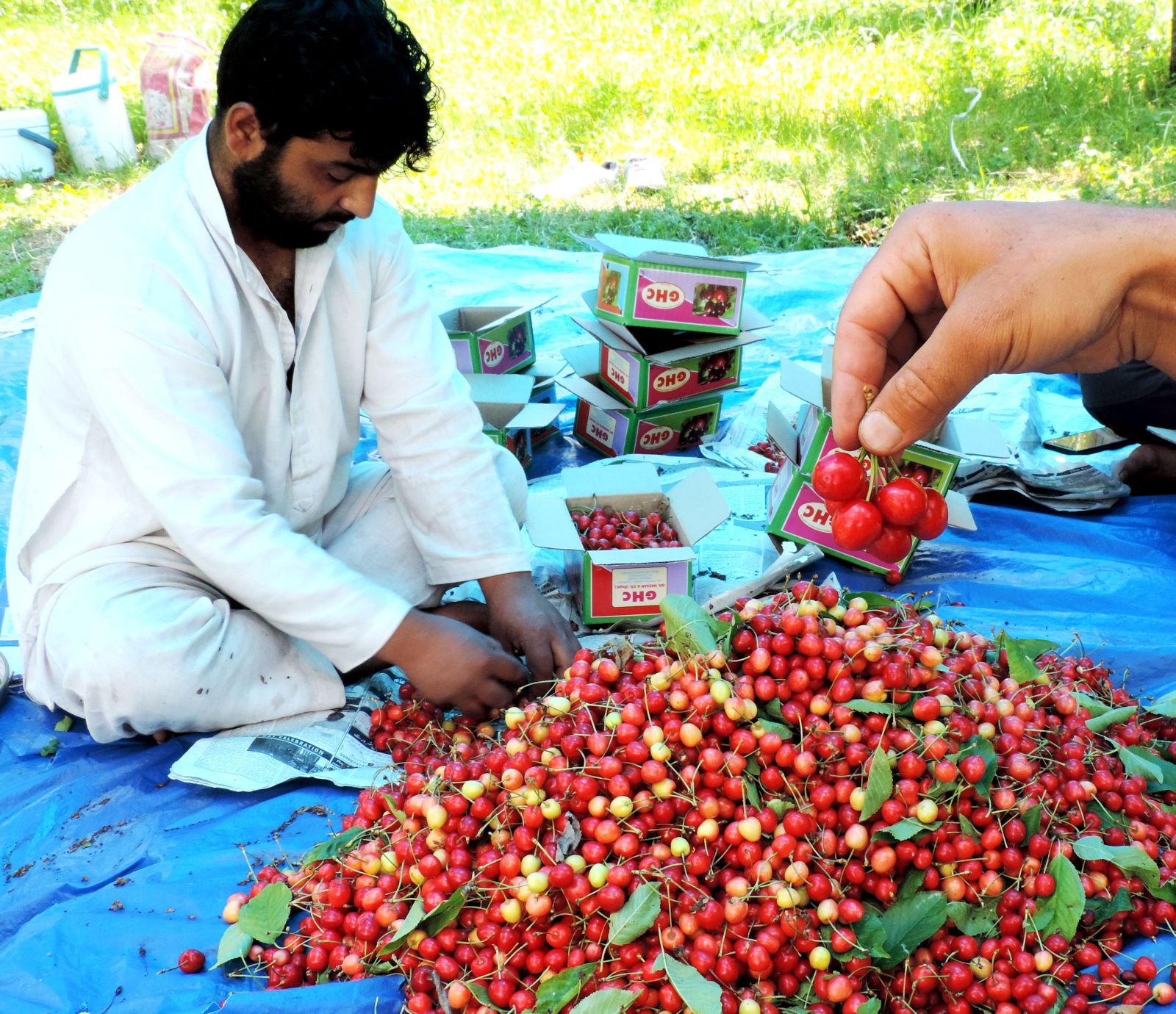 Kashmiri farmers harvest Cherry in outskirts of Srinagar on Monday