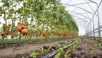 Agri, Horticulture sectors witnessing rapid transformation in J&K