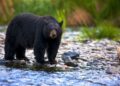 3 Black Bears Captured In Andoo Nowgam, 6 In 20 Days In Anantnag: Wildlife Deptt