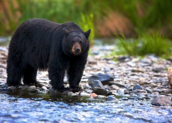 3 Black Bears Captured In Andoo Nowgam, 6 In 20 Days In Anantnag: Wildlife Deptt