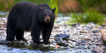 3 Black Bears Captured In Andoo Nowgam, 6 In 20 Days In Anantnag: Wildlife Deptt