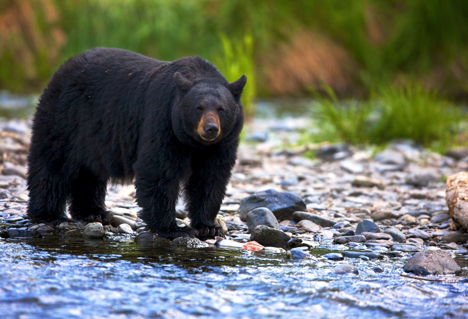 3 Black Bears Captured In Andoo Nowgam, 6 In 20 Days In Anantnag ...