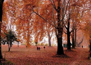 Autumn in Kashmir: When the Valley Turns to Gold
