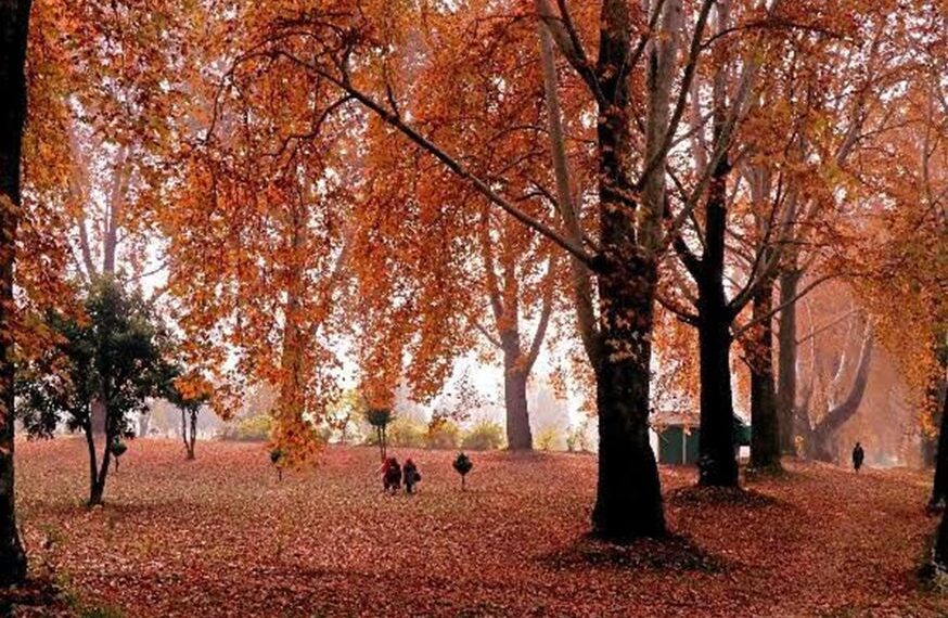 Autumn in Kashmir: When the Valley Turns to Gold