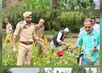 Bhang destroyed in anti-drug drive in Baramulla: Police
