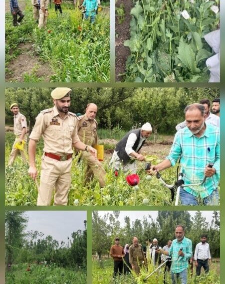 Bhang destroyed in anti-drug drive in Baramulla: Police