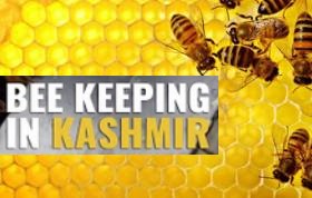 J&K Apiculture Sector buzzes with anticipation of big boost to beekeeping