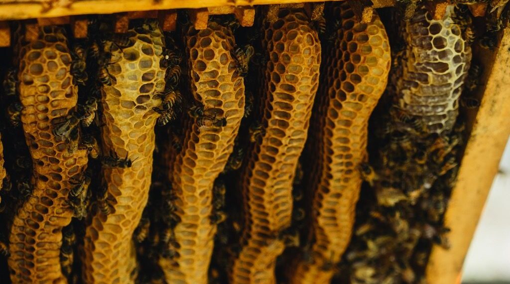 6 days EDP for SC/STs on Beekeeping kick-started at Pulwama