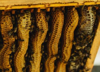 6 days EDP for SC/STs on Beekeeping kick-started at Pulwama