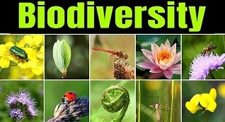 Distt Level Biodiversity Management Committee meeting at Doda addresses key issues