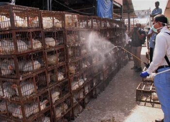 DLTF constitutes teams, notifies measures for Bird Flu control