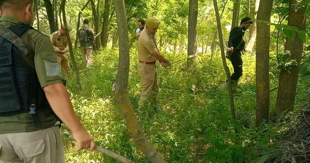 Cannabis Cultivation Destroyed in Handwara