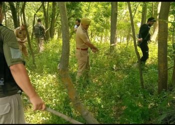 Cannabis Cultivation Destroyed in Handwara
