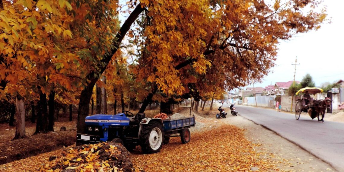 Leaves of trees turning marshy and start shredding as Autumn season starts to begin in Kashmir